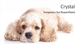  Presentation with puppy - Cool new theme with puppy american cocker spaniel breed backdrop and a sky blue colored foreground