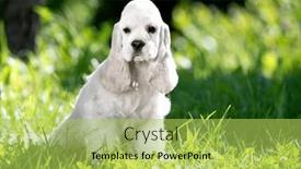  Presentation with american - Slide set consisting of puppy-american-cocker-spaniel and a yellow colored foreground