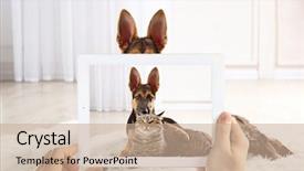  Presentation with photo - Audience pleasing slide deck consisting of puppy and cat on tablet backdrop and a coral colored foreground