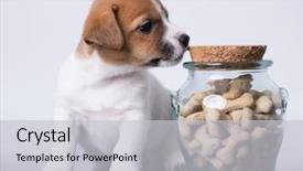  Presentation with dog food - Cool new slide deck with puppy and dog food cookies backdrop and a light gray colored foreground