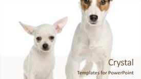  Presentation with russell - Audience pleasing presentation theme consisting of puppy and jack russell terrier backdrop and a lemonade colored foreground