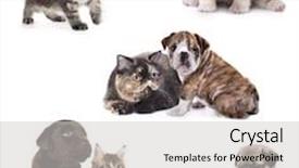  Presentation with dogs cats - Presentation design having puppy and kitten group of cats and dogs in front of white background background and a light gray colored foreground