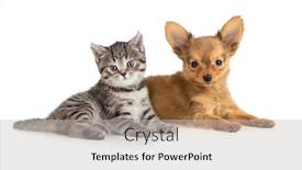  Presentation with cat dog - Amazing PPT theme having puppy and kitten lying together cat and dog backdrop and a light gray colored foreground