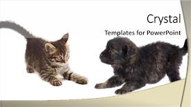 Presentation with kitten - Cool new theme with puppy and kitten playing isolated backdrop and a white colored foreground