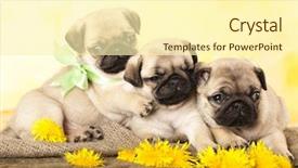  Presentation with puppy - Cool new slides with close up portrait of a black girl looking at camera backdrop and a coral colored foreground