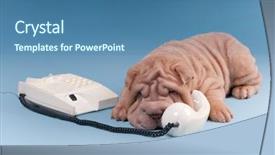  Presentation with blue and yellow phone - Colorful slides enhanced with puppy arguing over the phone backdrop and a teal colored foreground