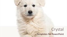  Presentation with suisse - Slide deck enhanced with puppy-berger-blanc-suisse-isolated background and a lemonade colored foreground