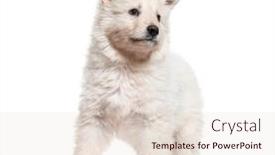  Presentation with suisse - Presentation theme having puppy-berger-blanc-suisse-isolated background and a lemonade colored foreground