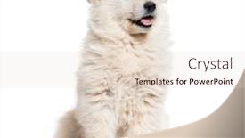  Presentation with suisse - Presentation theme enhanced with puppy-berger-blanc-suisse-looking background and a lemonade colored foreground