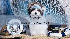  Presentation with puppy - Slide set featuring puppy biewer yorkshire terrier sailor background and a light blue colored foreground