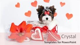  Presentation with love heart - Slide deck with puppy-biewer-yorkshire-terrier background and a lemonade colored foreground