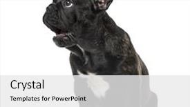  Presentation with white black grafitti - Amazing PPT theme having puppy black french bulldog sitting backdrop and a white colored foreground