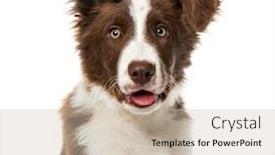  Presentation with border - Colorful PPT theme enhanced with puppy-border-collie-isolated backdrop and a soft green colored foreground