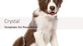  Presentation with border - PPT theme with puppy-border-collie-isolated background and a light gray colored foreground