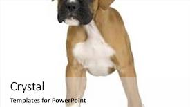  Presentation with boxer - Amazing PPT theme having puppy boxer in front of white background backdrop and a white colored foreground
