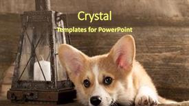  Presentation with welsh - Amazing PPT theme having puppy cardigan welsh corgi backdrop and a tawny brown colored foreground