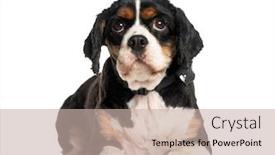  Presentation with king - Theme featuring puppy-cavalier-king-charles-lying background and a soft green colored foreground
