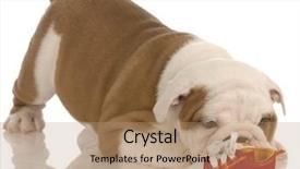  Presentation with english bulldog - Cool new presentation with hand with alcohol cocktail making toast isolated on a white background backdrop and a sky blue colored foreground