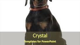  Presentation with doberman - Slide set having puppy chocolate doberman pinscher sitting 7 weeks old isolated on white background and a tawny brown colored foreground