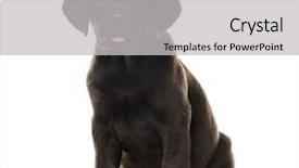  Presentation with white chocolate - Slide set enhanced with puppy chocolate labrador retriever sitting background and a light gray colored foreground