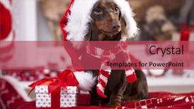  Presentation with dachshund - Presentation theme featuring puppy christmas dachshund background and a red colored foreground