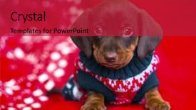  Presentation with dog christmas - Beautiful PPT layouts featuring puppy christmas dachshund backdrop and a crimson colored foreground