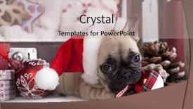  Presentation with cute christmas pug puppy dog - Slides consisting of puppy christmas french bulldog background and a coral colored foreground