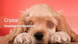  Presentation with puppy - Slides with puppy cocker spaniel background and a coral colored foreground
