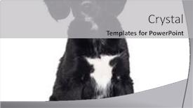  Presentation with cross - PPT theme featuring puppy-crossbreed-cocker-spaniel-cross background and a light gray colored foreground