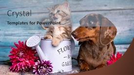  Presentation with dachshund - Beautiful slide deck featuring puppy-dachshund-and-tabby-kitten backdrop and a light blue colored foreground