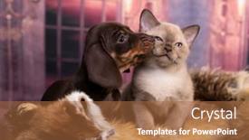  Presentation with cat dog - Colorful PPT theme enhanced with puppy-dachshund-brovn-and-tan backdrop and a red colored foreground