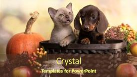  Presentation with cat dog - PPT layouts having puppy-dachshund-brovn-and-tan background and a tawny brown colored foreground