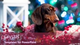  Presentation with tan - Theme consisting of puppy-dachshund-brown-tan-color background and a violet colored foreground