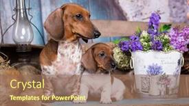  Presentation with dachshund - Slide set having puppy-dachshund-dog-piebald-colours background and a coral colored foreground