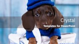 Presentation with dachshund - Amazing theme having puppy-dachshund-in-hat-blue backdrop and a tawny brown colored foreground