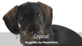  Presentation with dachshund - Presentation design with colored rgb microphone group 3d on white background and a pink colored foreground