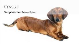  Presentation with dachshund - Beautiful theme featuring puppy-dachshund-isolated-on-white backdrop and a white colored foreground