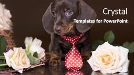  Presentation with tan - PPT theme enhanced with puppy dachshund miniature brown-tan color background and a wine colored foreground