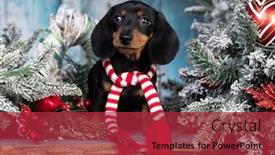  Presentation with dog christmas - Audience pleasing presentation theme consisting of puppy-dachshund-new-year-s backdrop and a red colored foreground