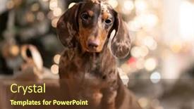  Presentation with dog christmas - Amazing presentation theme having puppy-dachshund-new-year-s backdrop and a tawny brown colored foreground