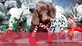  Presentation with dog christmas - Audience pleasing PPT layouts consisting of puppy-dachshund-new-year-s backdrop and a red colored foreground
