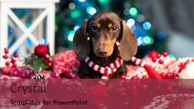  Presentation with dog christmas - Slide deck having puppy-dachshund-piebald-color-new background and a red colored foreground