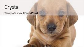  Presentation with dachshund - PPT theme having puppy dachshund background and a light gray colored foreground
