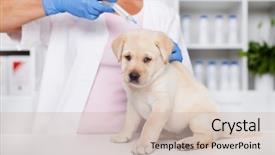  Presentation with veterinary medicine - Beautiful presentation design featuring puppy dog - vaccines in animal backdrop and a soft green colored foreground