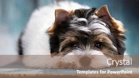  Presentation with puppy - Amazing presentation design having puppy-dog-biewer-yorkshire-terrier backdrop and a violet colored foreground