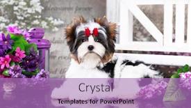  Presentation with puppy - PPT theme consisting of puppy-dog-biewer-yorkshire-terrier background and a coral colored foreground