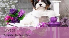  Presentation with puppy - Presentation theme with puppy-dog-biewer-yorkshire-terrier background and a coral colored foreground