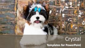  Presentation with puppy - Presentation having puppy-dog-biewer-yorkshire-terrier background and a gray colored foreground