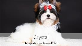  Presentation with puppy - Audience pleasing presentation theme consisting of puppy-dog-biewer-yorkshire-terrier backdrop and a white colored foreground