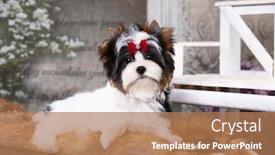  Presentation with puppy - PPT theme featuring puppy-dog-biewer-yorkshire-terrier background and a coral colored foreground